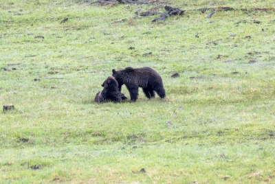Grizzly Bears Fairy Falls Parking Lot 2025